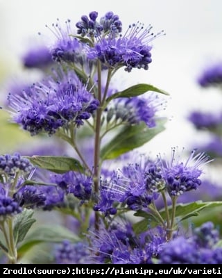 Barbula klandońska Inoveris Grand Bleu - NAJCIEMNIEJSZA !!! - Caryopteris clandonensis Inoveris Grand Bleu