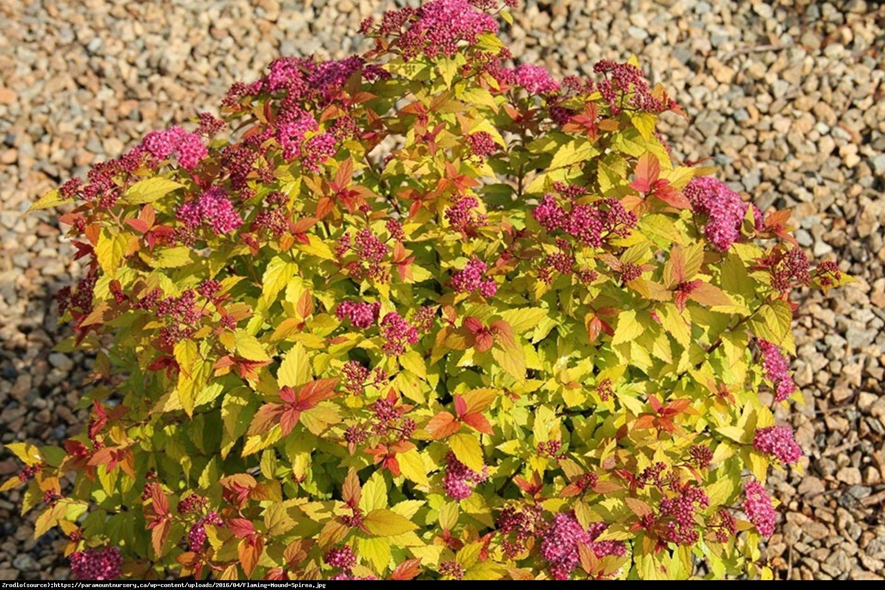 Tawuła japońska  Goldflame  - Spiraea japonica  Goldflame 