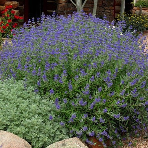 Barbula klandońska Dark Knight - INTENSYWNIE niebieskie KWIATY - Caryopteris clandonensis Dark Knight