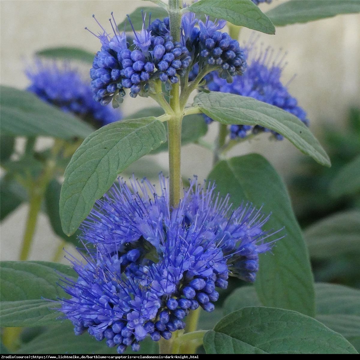 Barbula klandońska Dark Knight - INTENSYWNIE niebieskie KWIATY - Caryopteris clandonensis Dark Knight