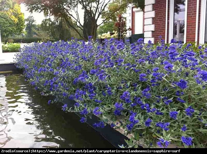 Barbula klandońska Dark Knight - INTENSYWNIE niebieskie KWIATY - Caryopteris clandonensis Dark Knight