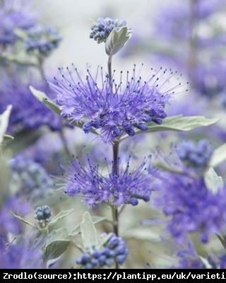 Barbula klandońska Sterling Silver - SREBRNA MEDALISTKA!!! - Caryopteris clandonensis Sterling Silver