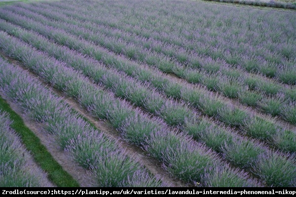 Lawenda PHENOMENAL - najbardziej MROZOODPORNA - Lavandula PHENOMENAL