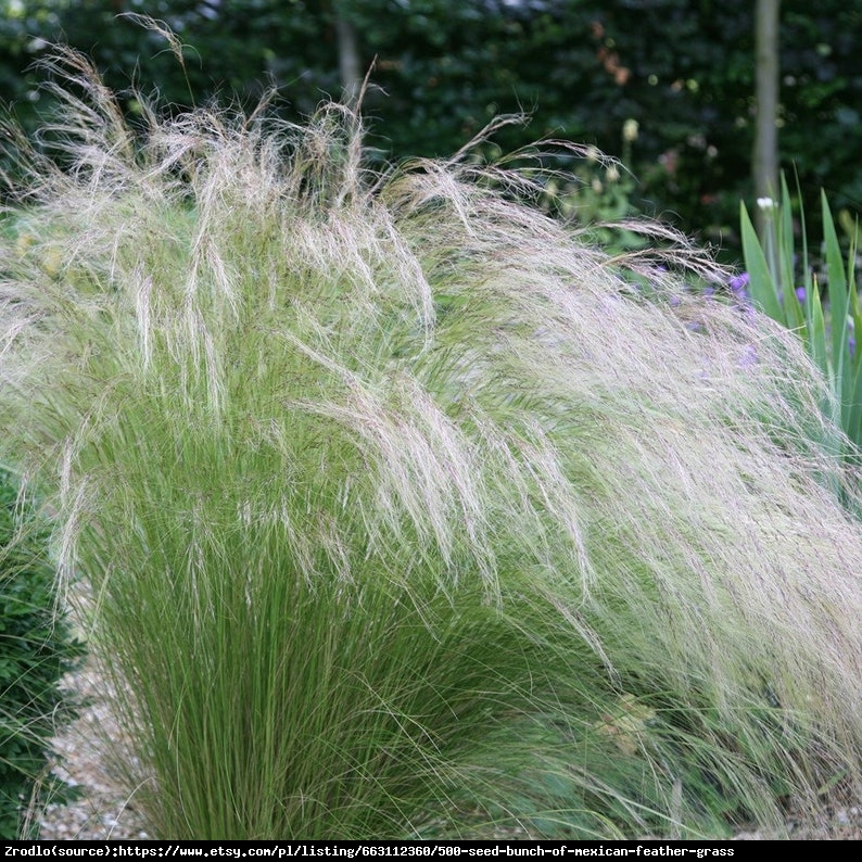 Ostnica mocna Pony Tails - MALOWNICZY, zwiewny pokrój -  Stipa tennuissima Pony Tails