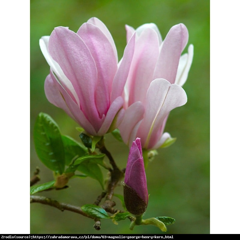 MAGNOLIA George Henry Kern.  EFEKTOWNE I PACHNĄCE KWIATY!!! -  Magnolia George Henry Kern.