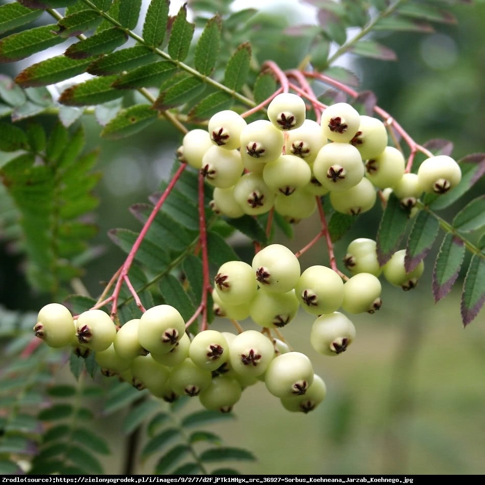 Jarzębina biała - Sorbus koehneana