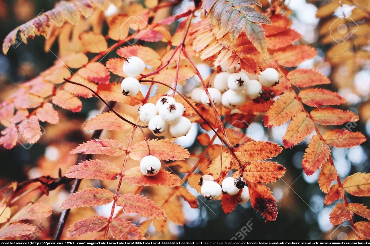 Jarzębina biała - Sorbus koehneana