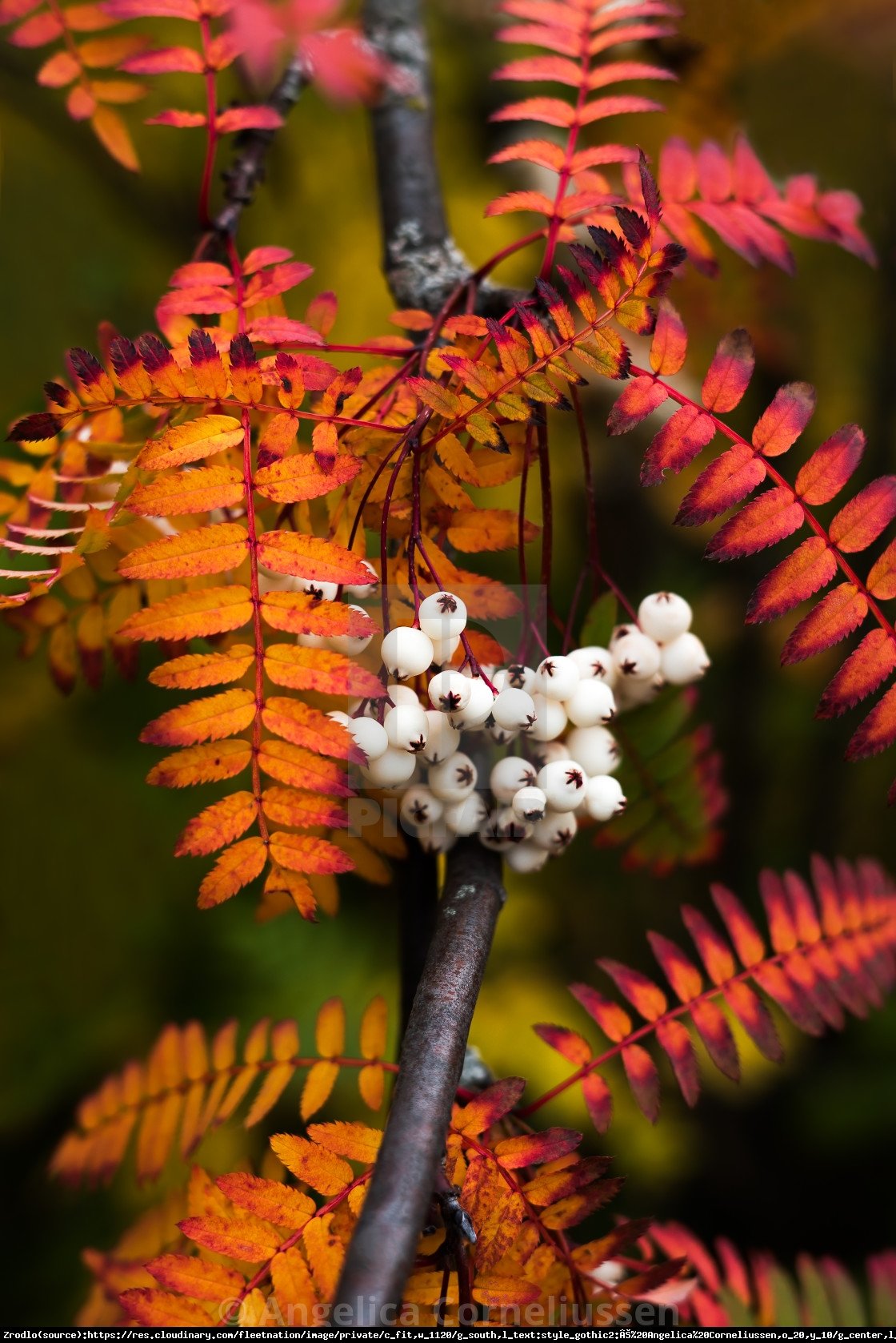 Jarzębina biała - Sorbus koehneana