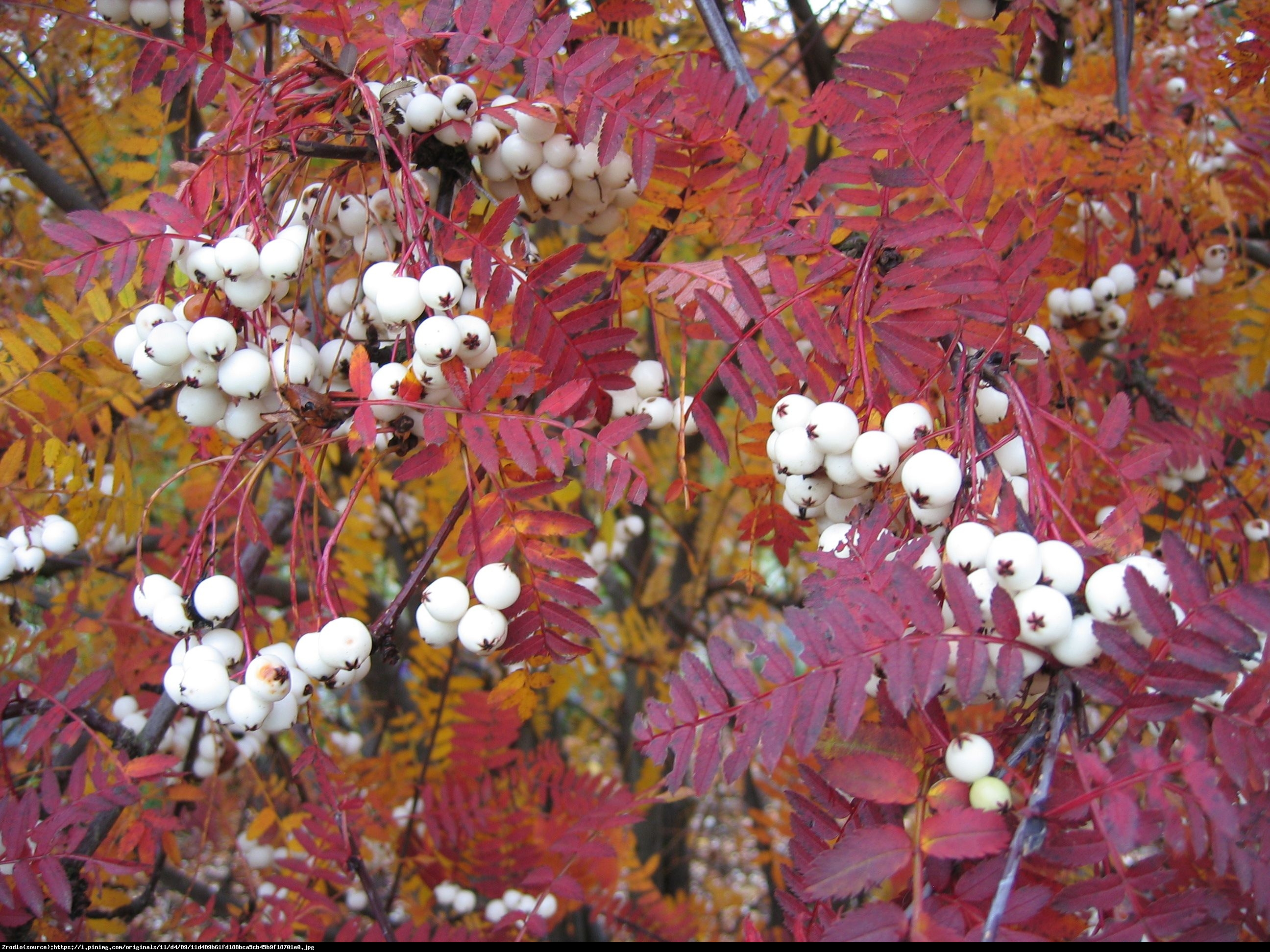 Jarzębina biała - Sorbus koehneana