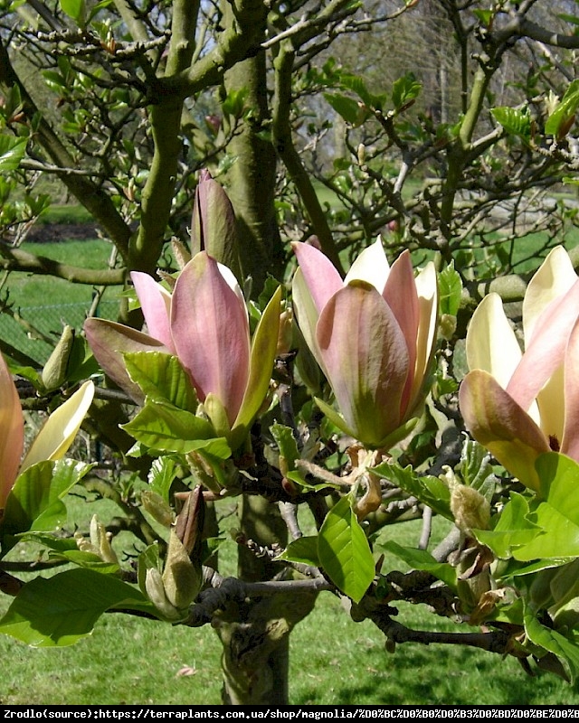 Magnolia bruklińska WOODSMAN-UNIKAT KOLEKCJONERSKI!!! - Magnolia brooklynensis WOODSMAN
