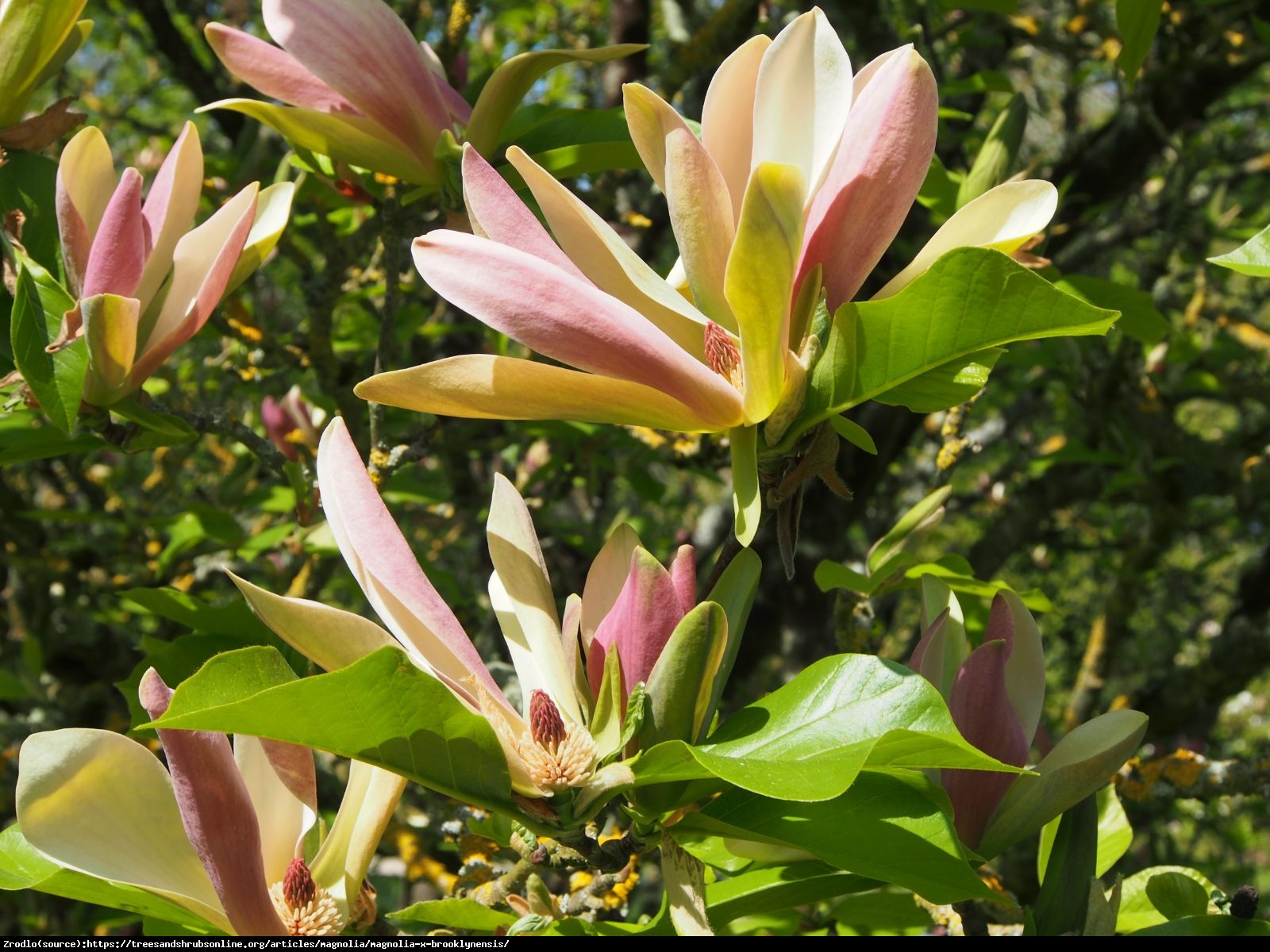 Magnolia bruklińska WOODSMAN-UNIKAT KOLEKCJONERSKI!!! - Magnolia brooklynensis WOODSMAN