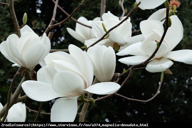 Magnolia denudata-Magnolia Naga ŚNIEŻNOBIAŁE,PACHNĄCE KWIATY. - Magnolia denudata