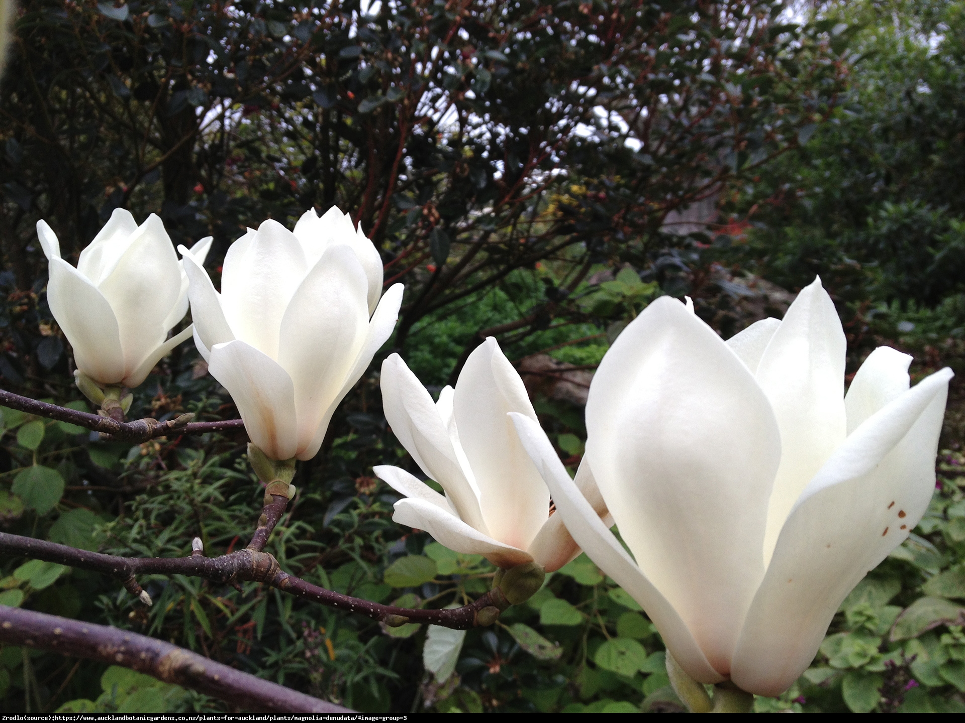 Magnolia denudata-Magnolia Naga ŚNIEŻNOBIAŁE,PACHNĄCE KWIATY. - Magnolia denudata