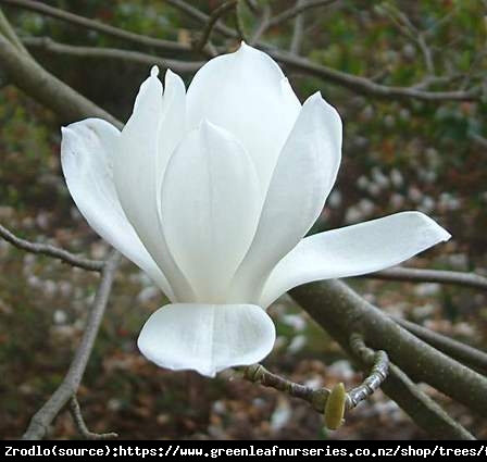 Magnolia denudata-Magnolia Naga ŚNIEŻNOBIAŁE,PACHNĄCE KWIATY. - Magnolia denudata