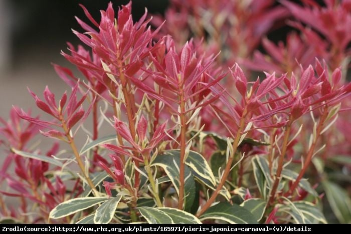 Pieris japoński Carnaval -  różowe kwiaty, CZERWONE przyrosty - Pieris japonica Carnaval