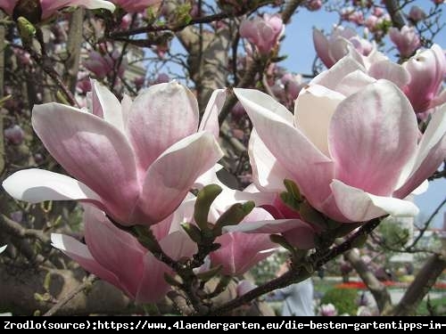 Magnolia ATLAS-OGROMNE I PACHNĄCE KWIATY!!! - Magnolia Atlas -UNIKAT NA NASZYM RYNKU