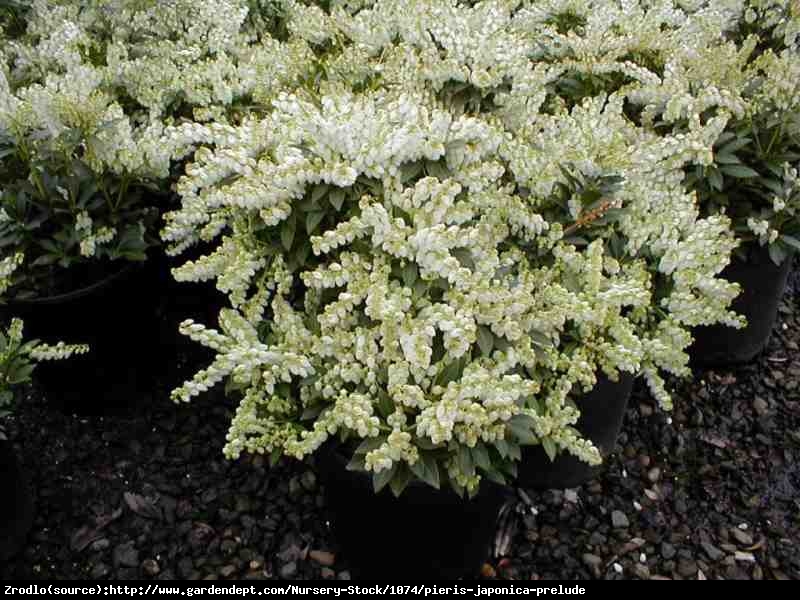 Pieris japoński Prelude - karłowy, obficie kwitnący - Pieris japonica Prelude