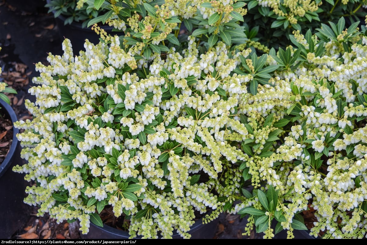 Pieris japoński Prelude - karłowy, obficie kwitnący - Pieris japonica Prelude