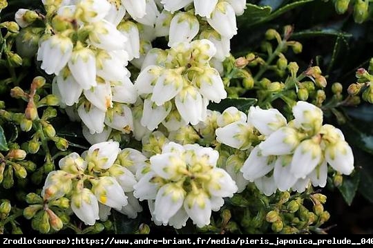 Pieris japoński Prelude - karłowy, obficie kwitnący - Pieris japonica Prelude