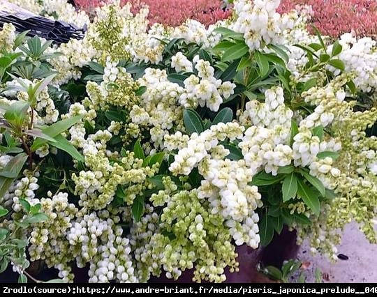 Pieris japoński Prelude - karłowy, obficie kwitnący - Pieris japonica Prelude