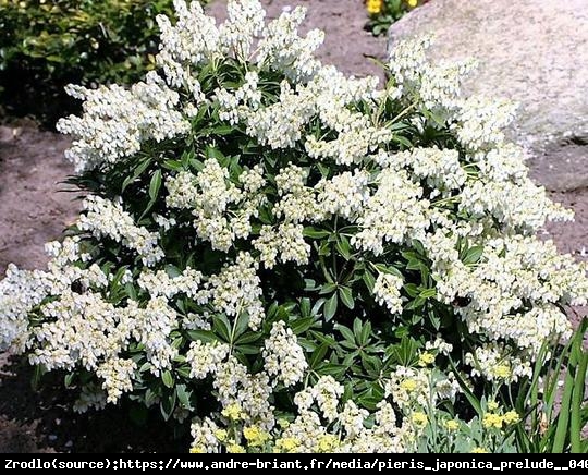 Pieris japoński Prelude - karłowy, obficie kwitnący - Pieris japonica Prelude