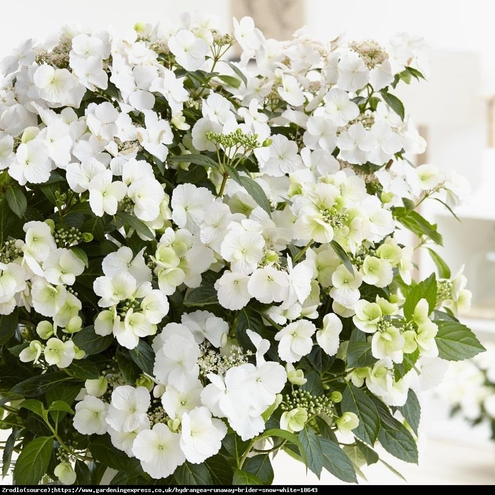 Hortensja Uciekająca Panna Młoda-PIĘKNA I OLŚNIEWAJĄCA JAK  MŁODA PANNA! - Hydrangea 'Runaway Bride'