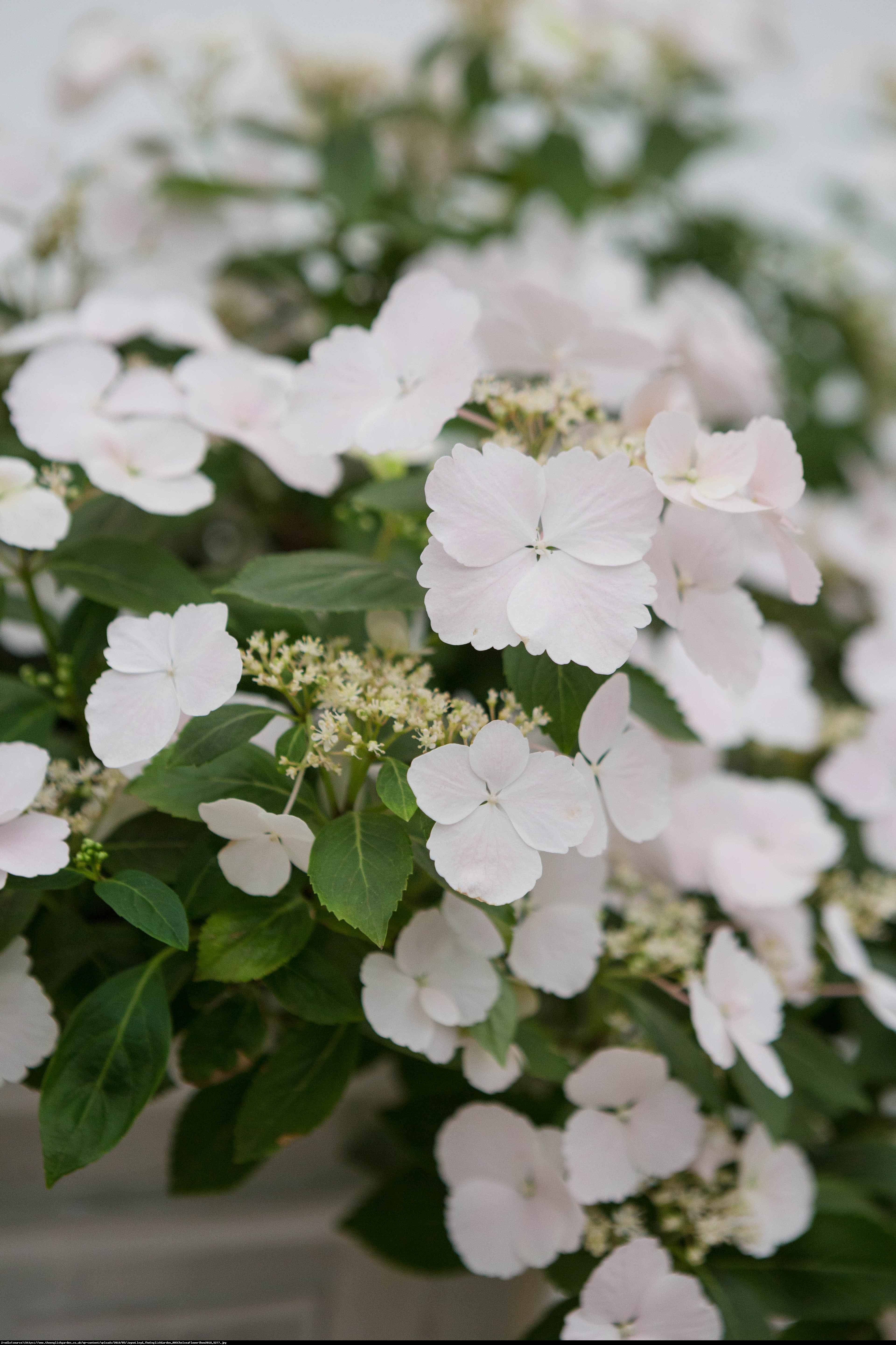 Hortensja Uciekająca Panna Młoda-PIĘKNA I OLŚNIEWAJĄCA JAK  MŁODA PANNA! - Hydrangea 'Runaway Bride'