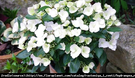 Hortensja Uciekająca Panna Młoda-PIĘKNA I OLŚNIEWAJĄCA JAK  MŁODA PANNA! - Hydrangea 'Runaway Bride'