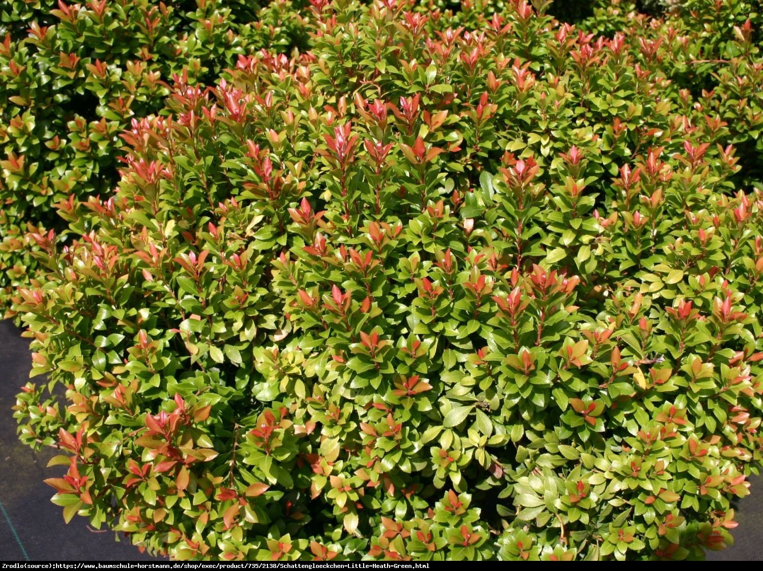 Pieris japoński  Little Heath Green - doskonały na żywopłoty!!! - Pieris japonica  Little Heath Green