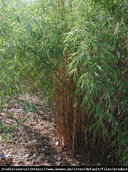 Bambus Fargesia lśniąca Gansu - niebieskie pędy, MROZOODPORNY, unikat!!! - Fargesia nitida Gansu