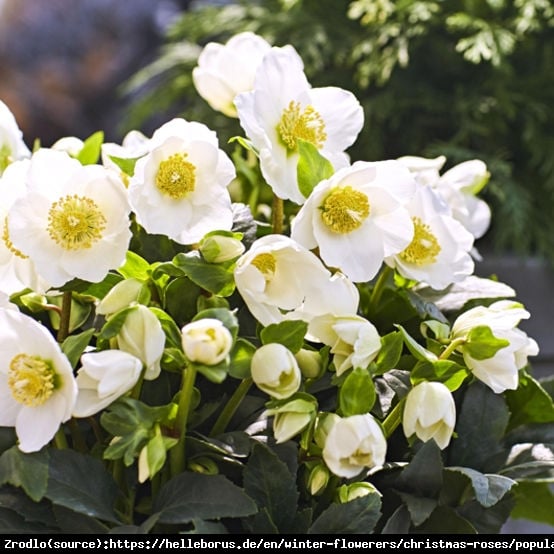 CIEMIERNIK BIAŁY -RÓŻA BOŻEGO NARODZENIA - Helleborus Niger