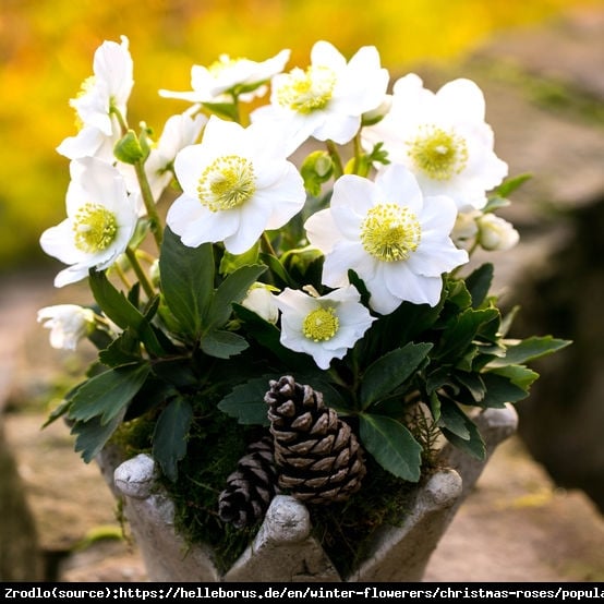 CIEMIERNIK BIAŁY -RÓŻA BOŻEGO NARODZENIA - Helleborus Niger