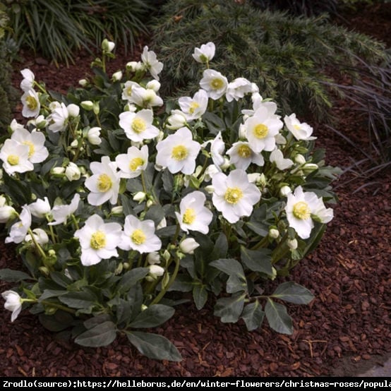 CIEMIERNIK BIAŁY -RÓŻA BOŻEGO NARODZENIA - Helleborus Niger