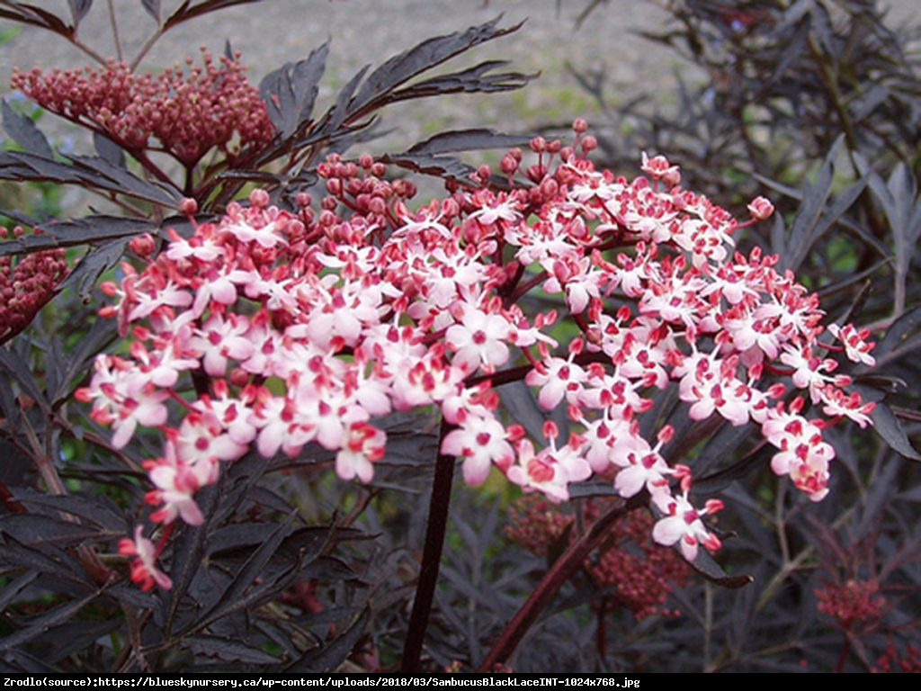 Bez czarny Black Lace - DEKORACYJNE LIŚCIE!!! - Sambucus nigra Black Lace 