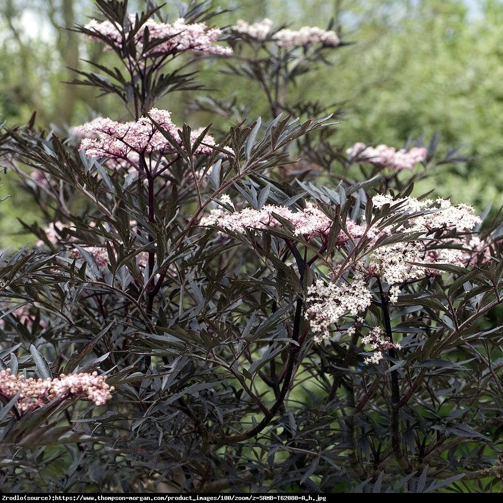 Bez czarny Black Lace - DEKORACYJNE LIŚCIE!!! - Sambucus nigra Black Lace 