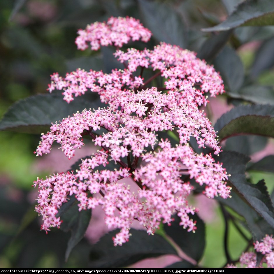 Bez czarny Black Lace - DEKORACYJNE LIŚCIE!!! - Sambucus nigra Black Lace 