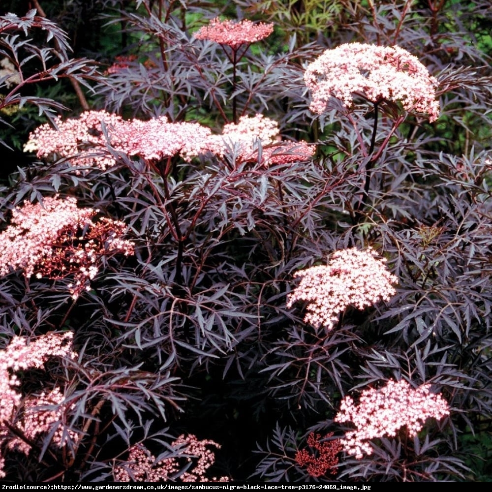 Bez czarny Black Lace - DEKORACYJNE LIŚCIE!!! - Sambucus nigra Black Lace 