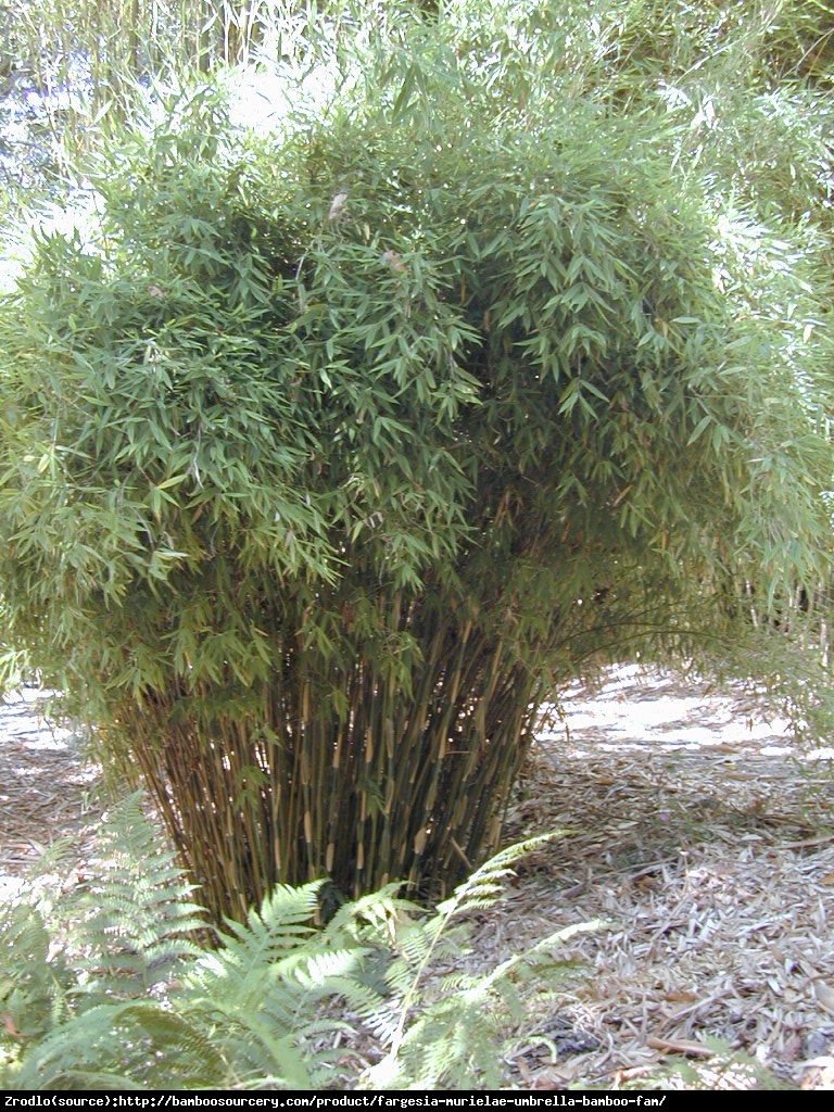 Bambus - Fargesia murielae