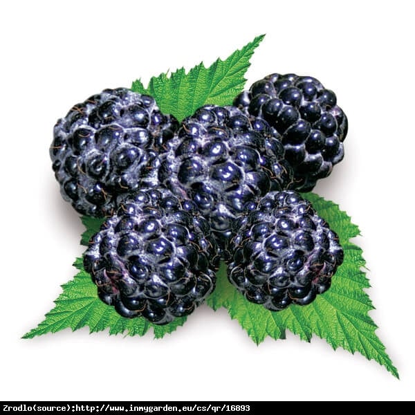 Malina Black Polka-SMACZNE ,SOCZYSTE I CZARNE OWOCE!!! - Rubus occidentalis  Black Polka