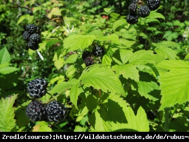 Malina Black Polka-SMACZNE ,SOCZYSTE I CZARNE OWOCE!!! - Rubus occidentalis  Black Polka