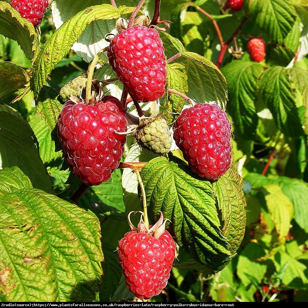 Malina właściwa Sugana-OGROMNE,SŁODKIE I SOCZYSTE OWOCE!!! - Rubus idaeus Sugana