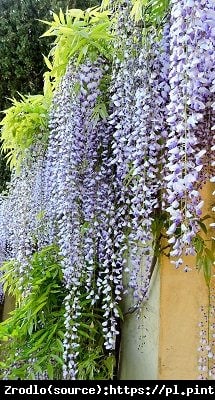 Glicynia kwiecista-ZJAWISKOWE KWIATY!!! - Wisteria floribunda