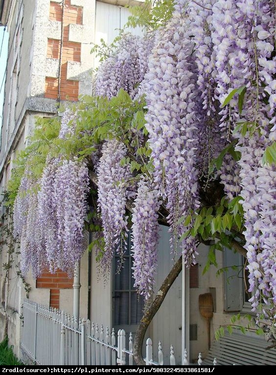 Glicynia kwiecista-ZJAWISKOWE KWIATY!!! - Wisteria floribunda