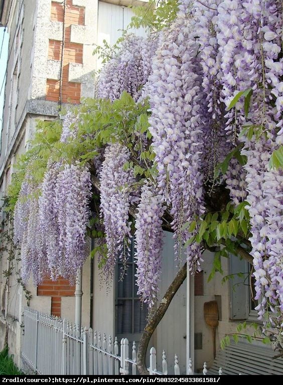 Glicynia kwiecista-ZJAWISKOWE KWIATY!!! - Wisteria floribunda