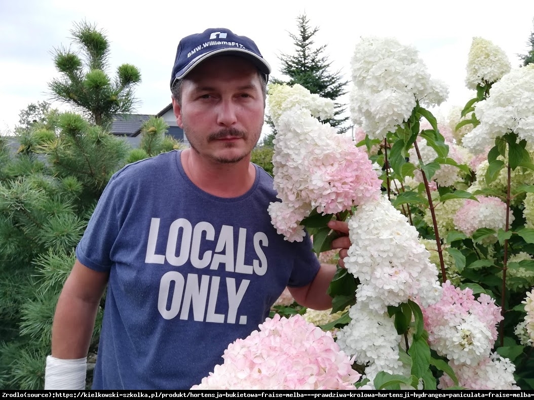 Hortensja bukietowa FRAISE MELBA NA PNIU!!! - prawdziwa KRÓLOWA HORTENSJI!!! - Hydrangea paniculata Fraise Melba