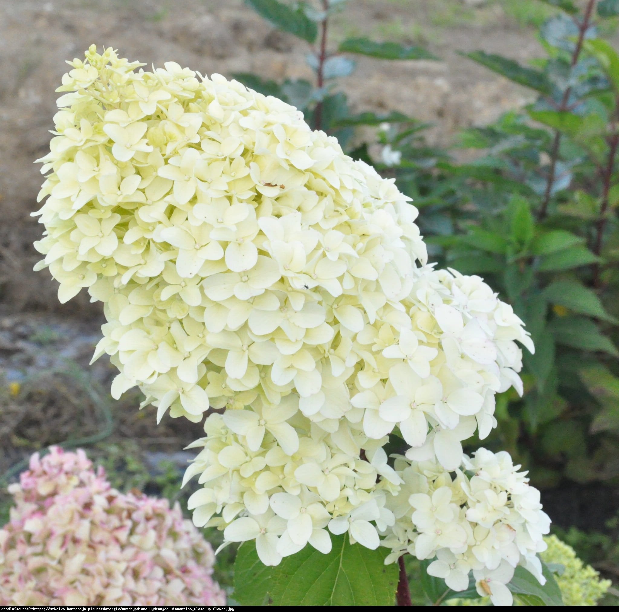 Hortensja bukietowa Diamantino NA PNIU-NAJWCZEŚNIEJ KWITNĄCA !!! - Hydrangea paniculata Diamantino