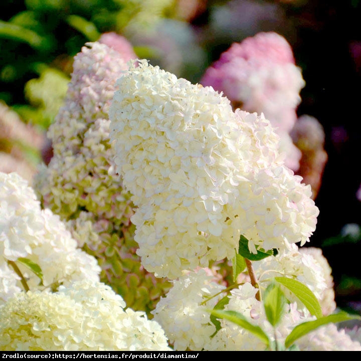Hortensja bukietowa Diamantino NA PNIU-NAJWCZEŚNIEJ KWITNĄCA !!! - Hydrangea paniculata Diamantino