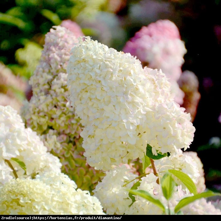 Hortensja bukietowa Diamantino NA PNIU-NAJWCZEŚNIEJ KWITNĄCA !!! - Hydrangea paniculata Diamantino