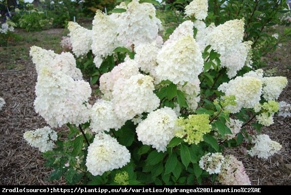 Hortensja bukietowa Diamantino NA PNIU-NAJWCZEŚNIEJ KWITNĄCA !!! - Hydrangea paniculata Diamantino