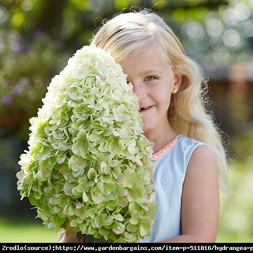 Hortensja bukietowa HERCULES NA PNIU!!! - rarytas, OLIMPIJSKI GIGANT WŚRÓD KWIATÓW - Hydrangea paniculata Hercules